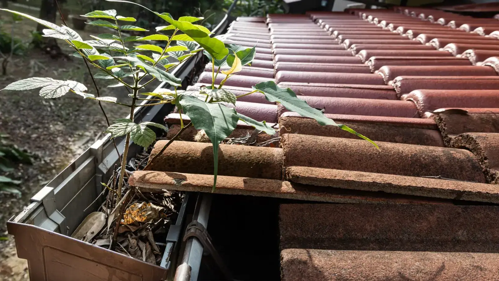 Rusted metal rain gutters on a Florida roofline before seamless gutter replacement